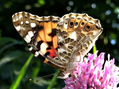 Vanessa cardui