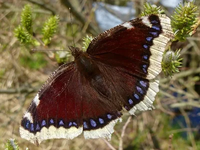 Nymphalis (Nymphalis) antiopa