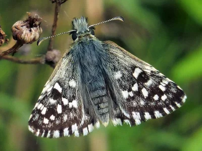 Pyrgus malvae