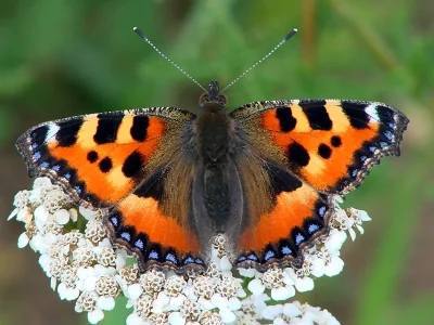 Aglais urticae
