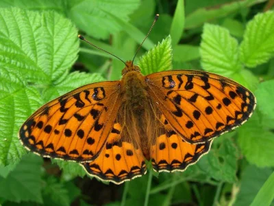 Argynnis (Speyeria) aglaja