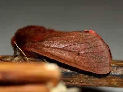 Phragmatobia fuliginosa