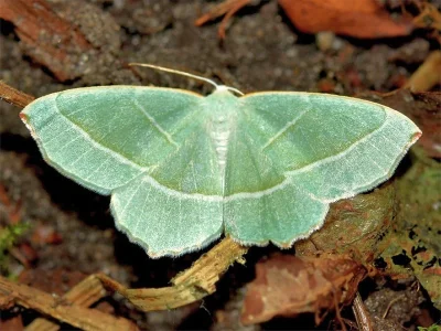 Campaea margaritaria
