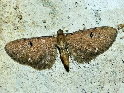 Eupithecia assimilata