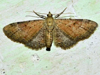 Eupithecia simpliciata