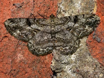 Peribatodes rhomboidaria