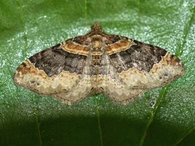 Xanthorhoe ferrugata