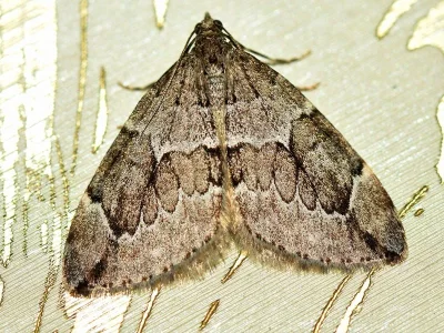 Thera juniperata