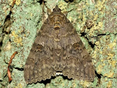 Catocala nupta