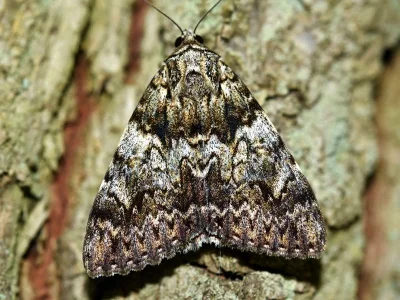 Catocala promissa