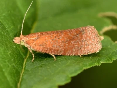 Celypha rufana