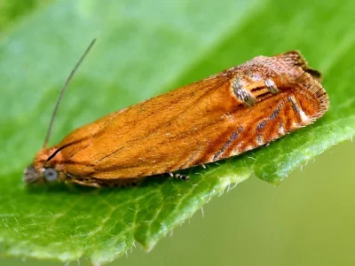 Lathronympha strigana