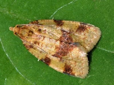 Epagoge grotiana