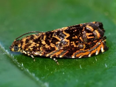 Enarmonia formosana
