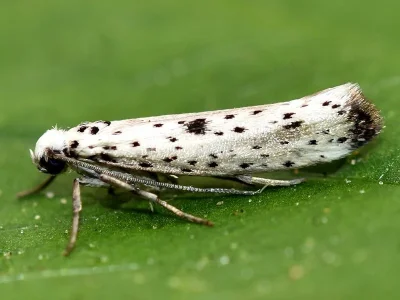 Yponomeuta plumbella