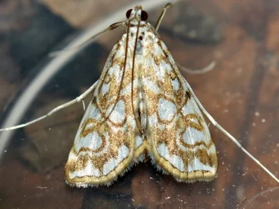 Elophila (Elophila) nymphaeata