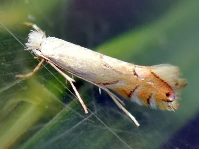 Phyllonorycter harrisella