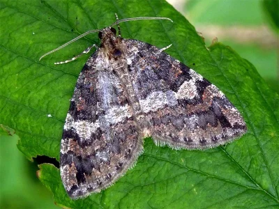 Hydriomena furcata
