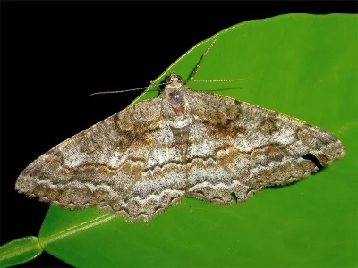 Alcis repandata