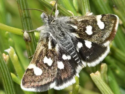 Eurrhypis pollinalis