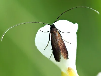 Cauchas rufimitrella