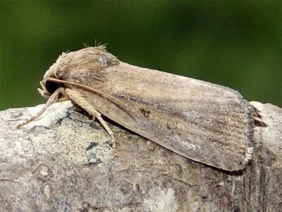 Athetis (Proxenus) hospes