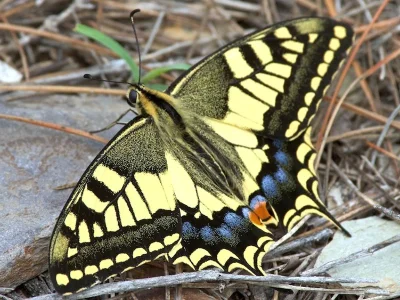 Papilio (Papilio) machaon