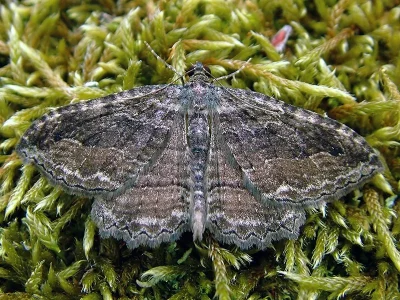 Philereme transversata