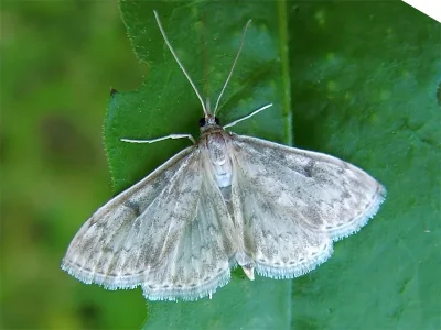 Anania perlucidalis