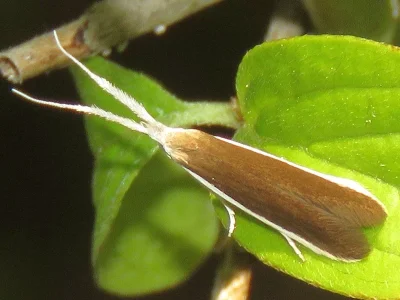 Coleophora albella