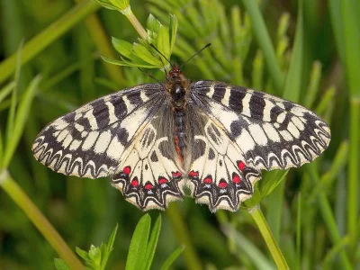 Zerynthia (Zerynthia) polyxena