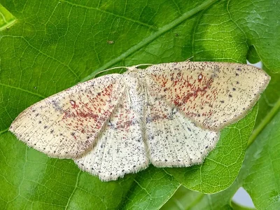 Cyclophora (Codonia) porata
