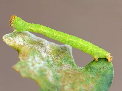 Cyclophora (Codonia) porata