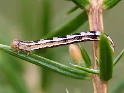 Eupithecia pusillata