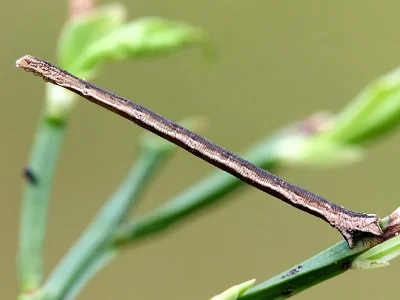 Scopula (Ustocidalia) ternata