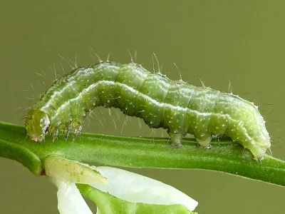 Autographa pulchrina