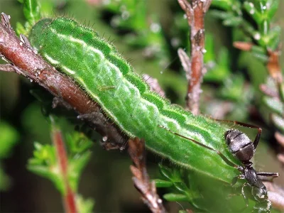 Plebejus (Lycaeides) idas