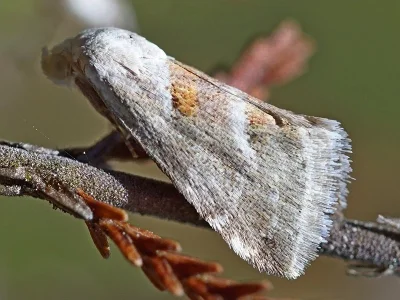 Eublemma (Eublemma) minutata