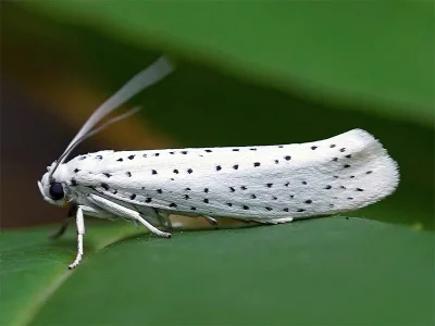 Yponomeuta evonymella