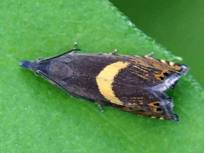 Dichrorampha petiverella