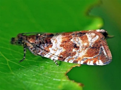 Celypha cespitana