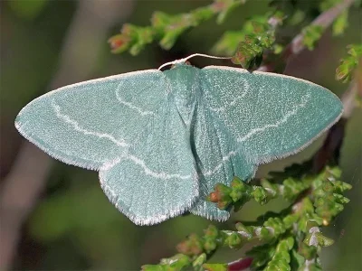 Hemistola chrysoprasaria