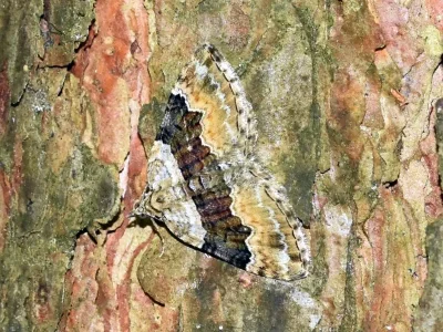 Xanthorhoe quadrifasiata