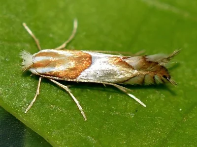Phyllonorycter roboris