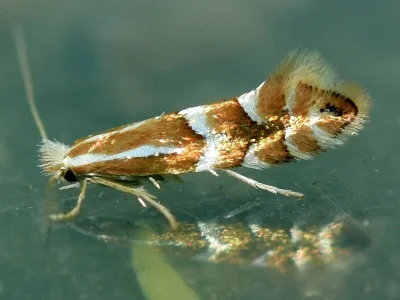 Phyllonorycter cavella