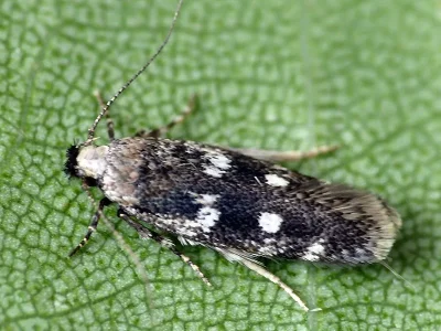 Gelechia (Gelechia) sestertiella