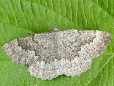 Gnophos (Gnophos) furvata