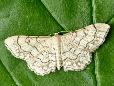 Idaea moniliata