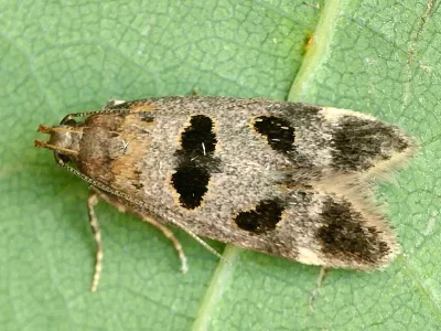 Mirificarma maculatella