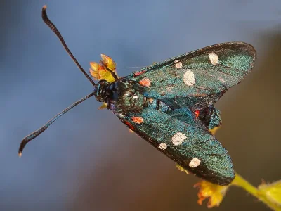Zygaena (Zygaena) ephialtes